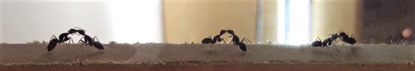 Camponotus japonicus