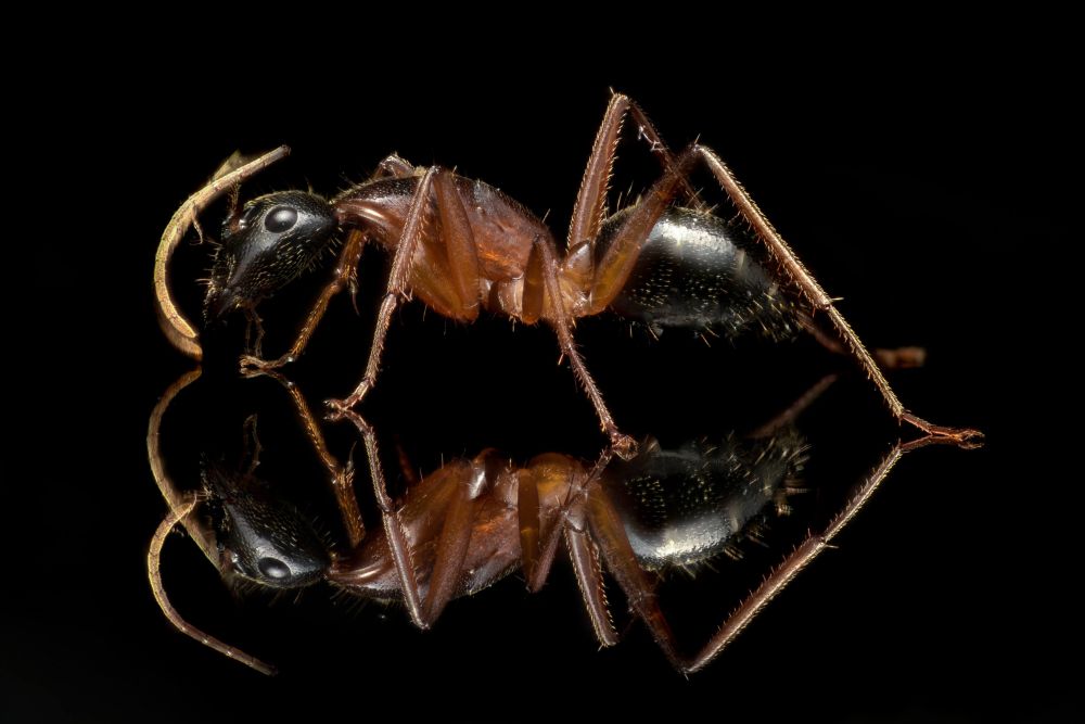 Camponotus nigriceps • Minor-Arbeiterin