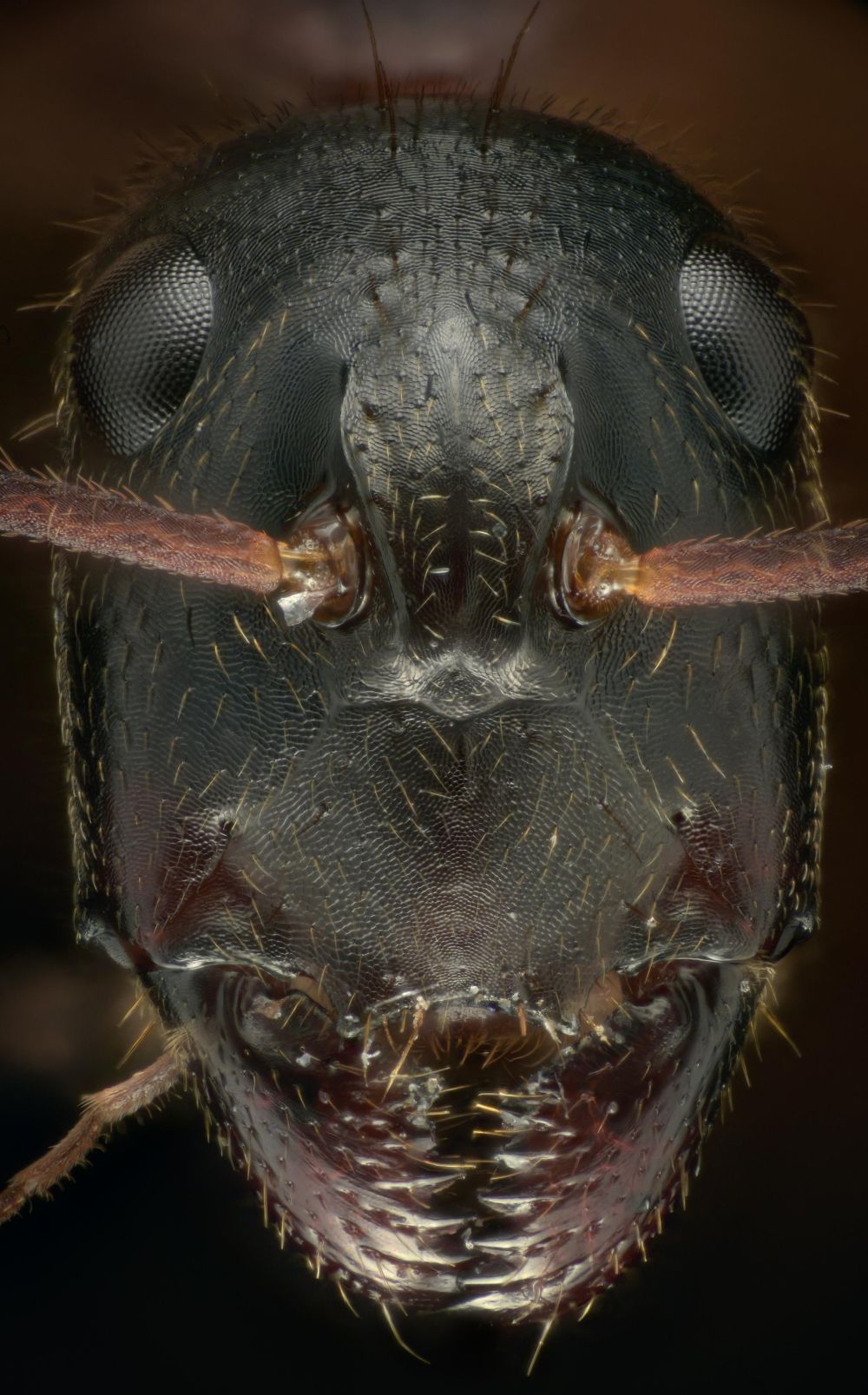 Camponotus nigriceps • Kopf einer Minor-Arbeiterin